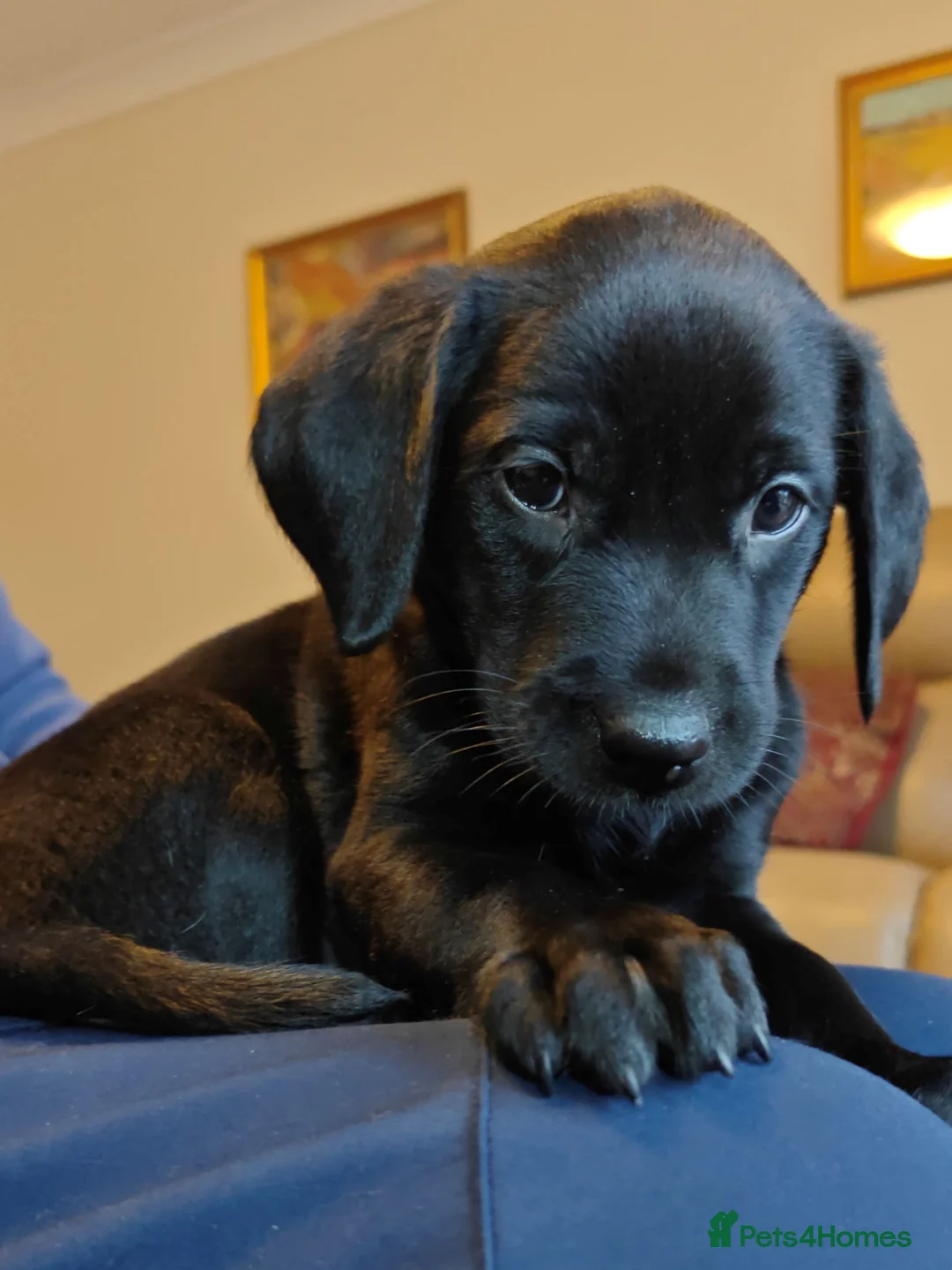 Labrador Retriever dogs for sale: KC Reg 5 star licence only 3 puppies available  - Advert 6