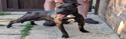 Staffordshire Bull Terrier dogs for sale: Beautiful boy needs a new home - Advert 5