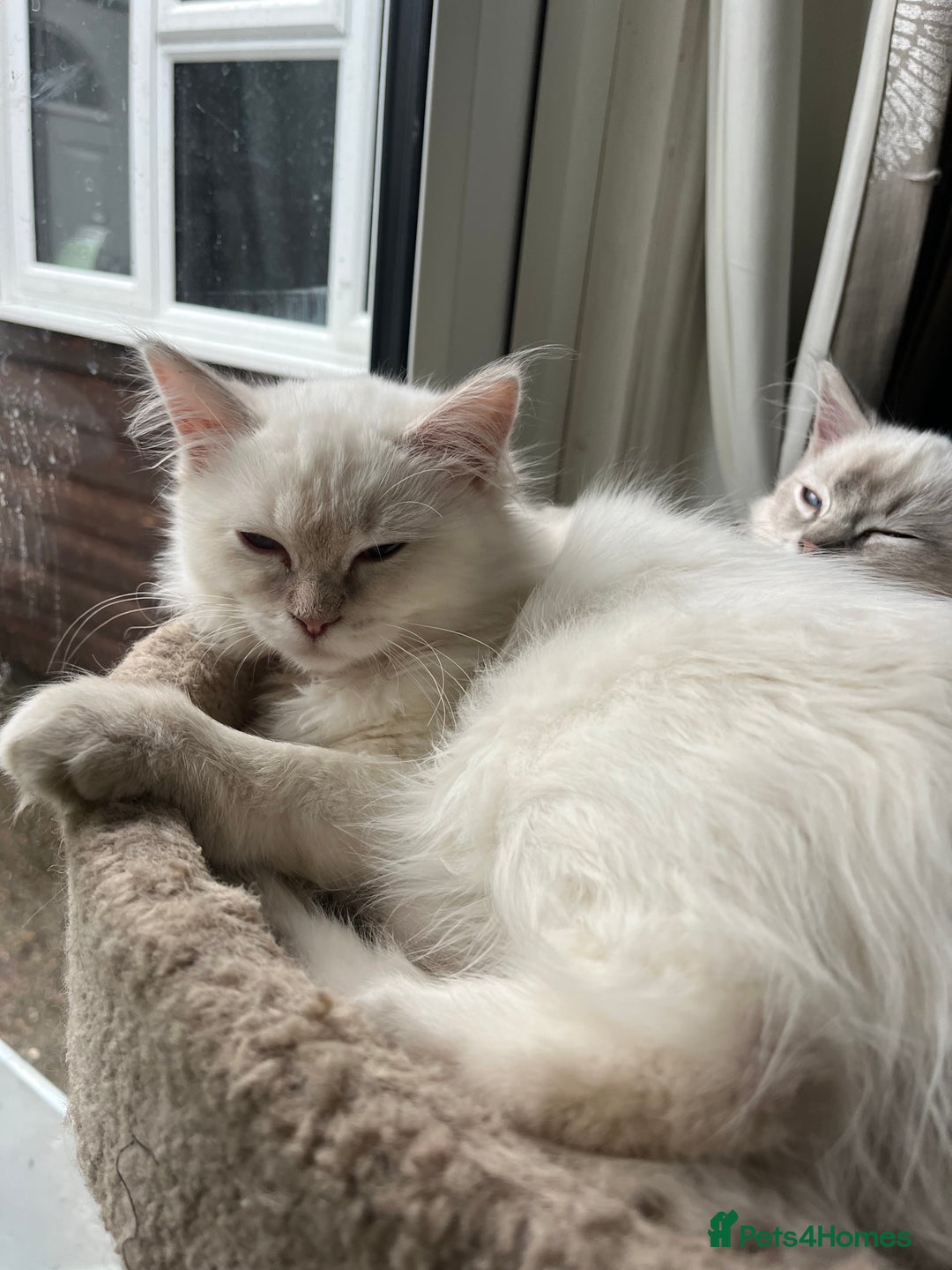 Ragdoll cats for sale: Gorgeous Tica female ragdoll kitten  - Advert 2