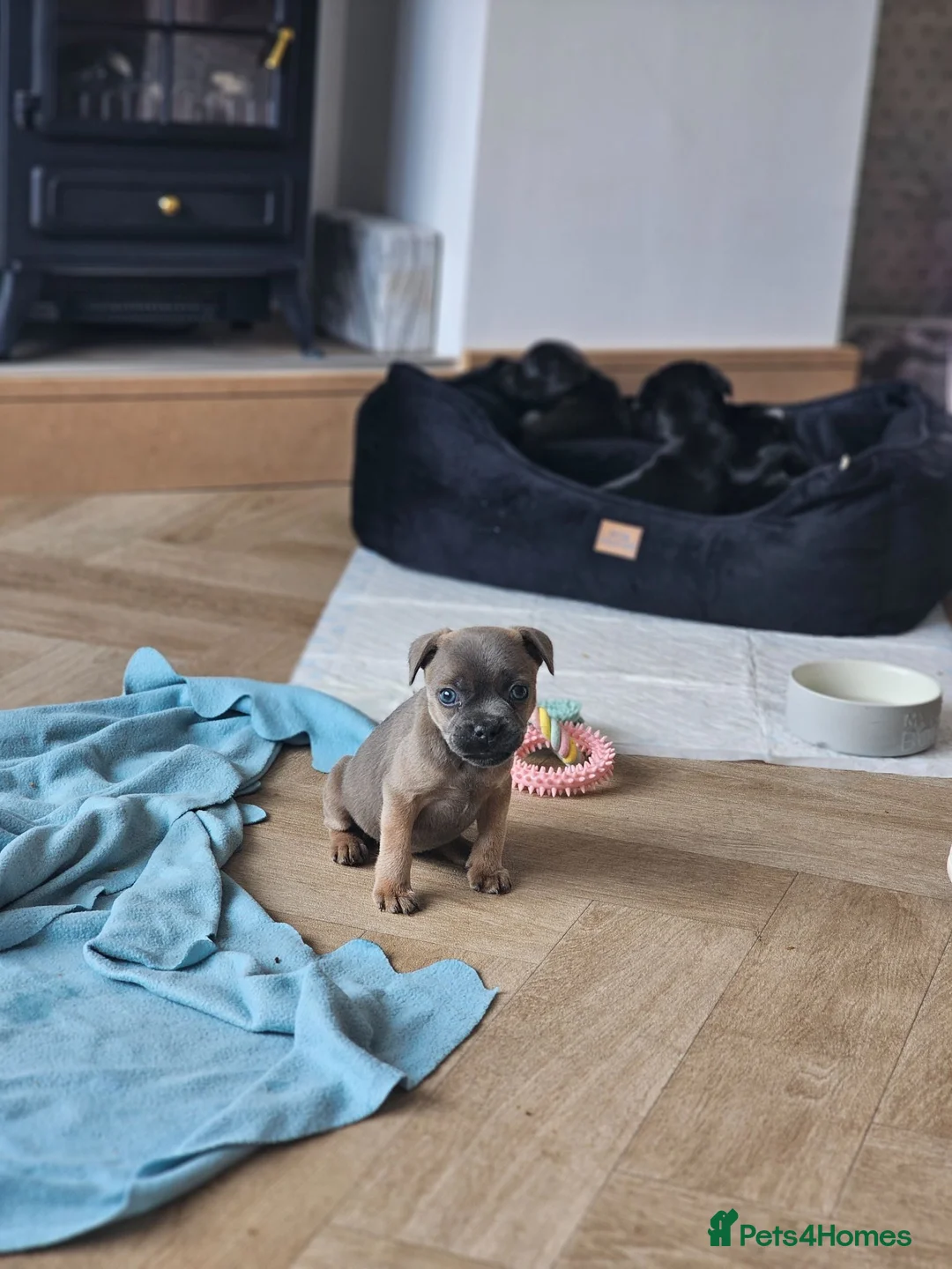 Mixed Breed dogs for sale: Frenchie x Staffy Puppys - Advert 2