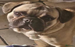 French Bulldog dogs for sale: 1 year old Frenchie cross - Max - Image 9