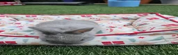 Netherland Dwarf rabbits for sale: Adorable Baby Rabbits for Sale – Beautiful Colours - Advert 9