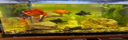 Goldfish fish for sale: Whole Fish Tank with 5 Fish in Fleet - Advert 2