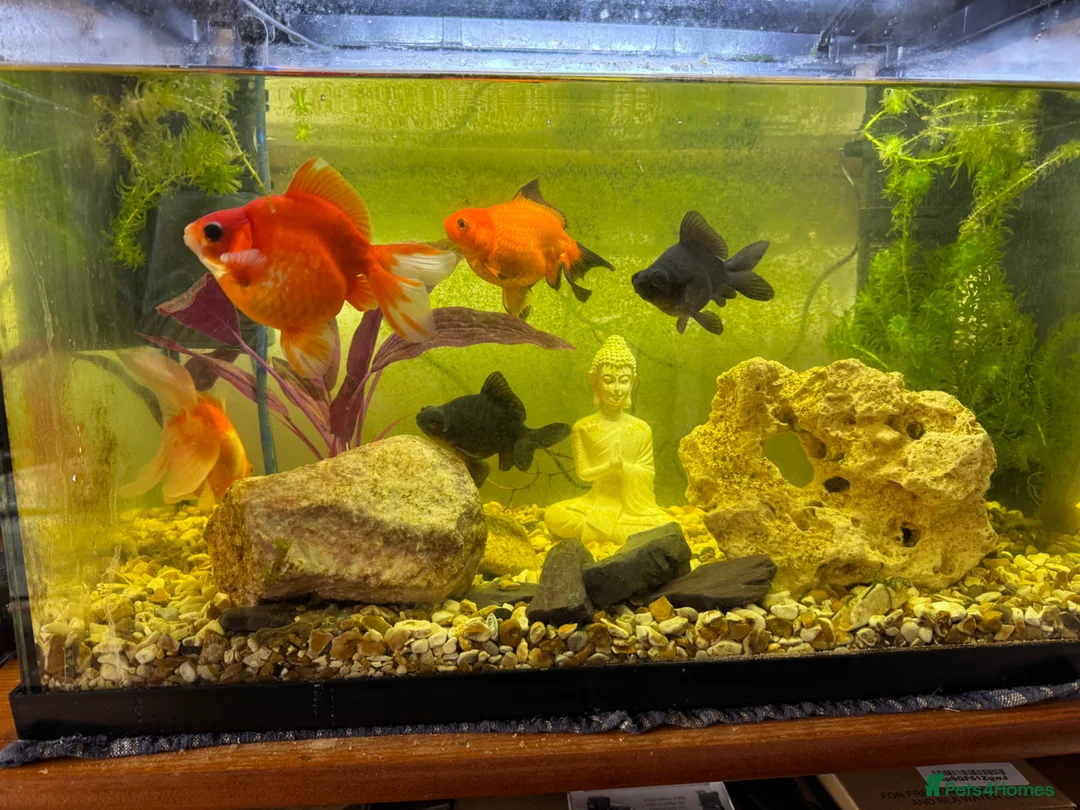 Goldfish fish for sale: Whole Fish Tank with 5 Fish in Fleet - Advert 2