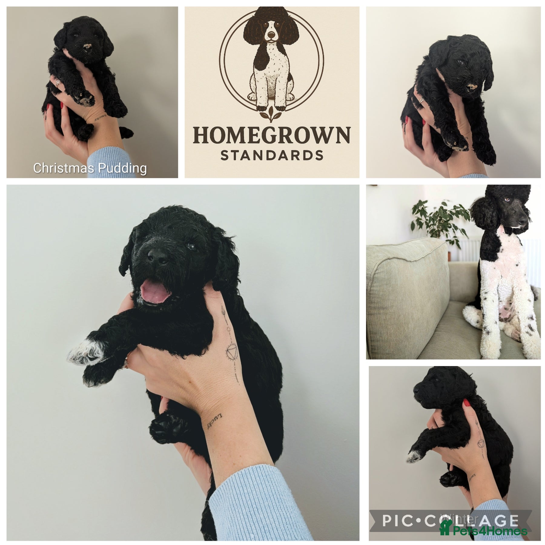 Standard Poodle dogs Parti KC Reg Standard Poodle Puppies - Advert 1