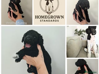 Standard Poodle dogs Parti KC Reg Standard Poodle Puppies - Advert 4