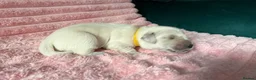 Golden Retriever dogs for sale: Gorgeous Golden Retriever Puppies For Sale - Advert 18