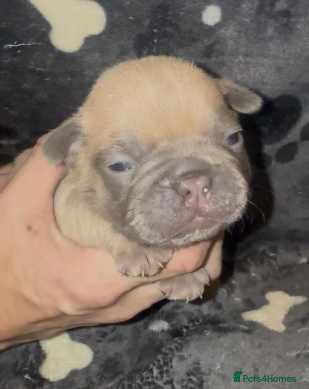French Bulldog dogs for sale: French Bulldog Puppies  - Image 8