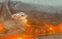 Scottish Fold cats for sale: Adorable Scottish fold silver kittens  - Image 15