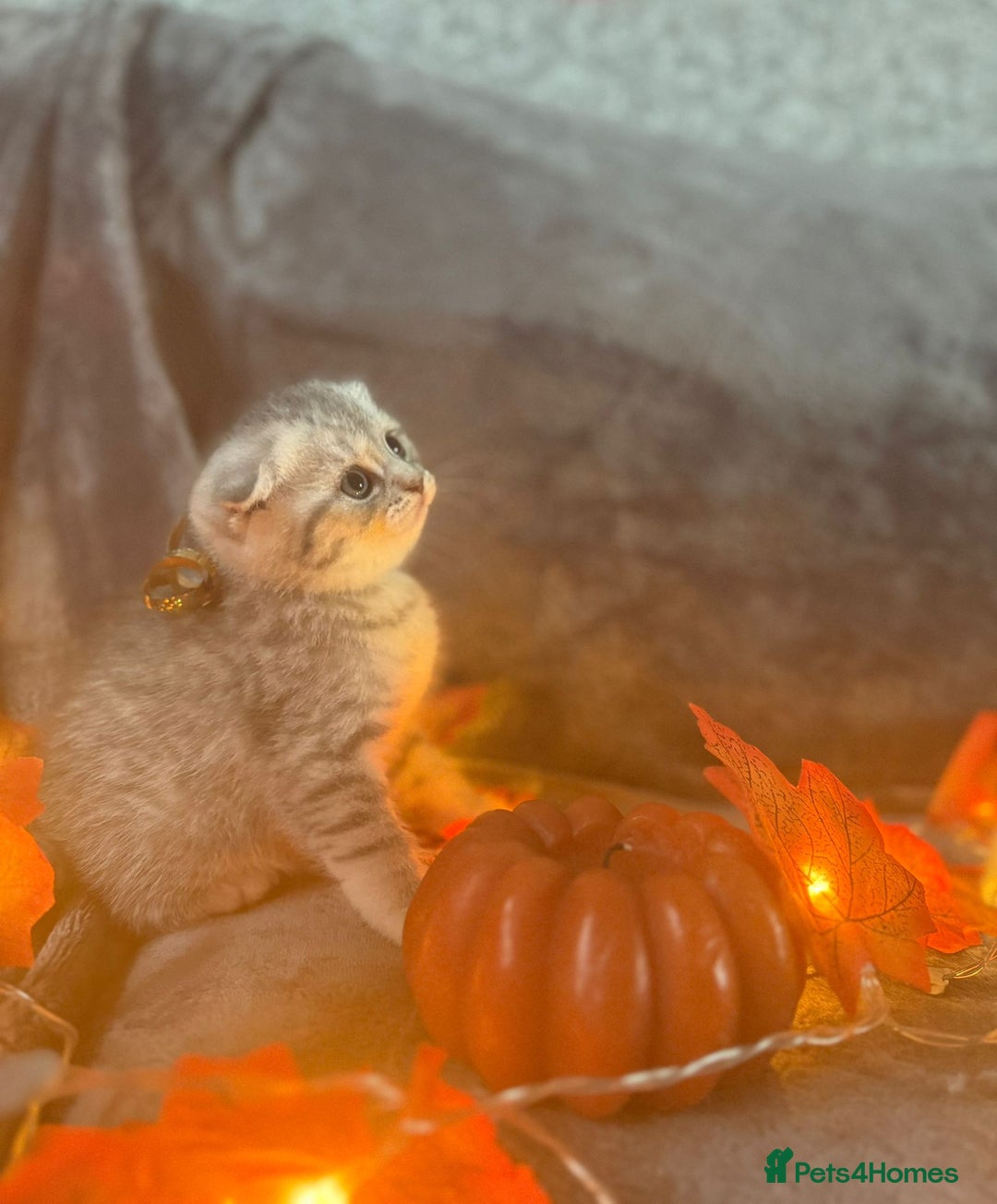 Scottish Fold cats for sale: Adorable Scottish fold silver kittens  - Image 15