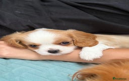 Cavalier King Charles Spaniel dogs for sale: 1 Adorable Cavalier King Charles Puppy for sale - Image 15