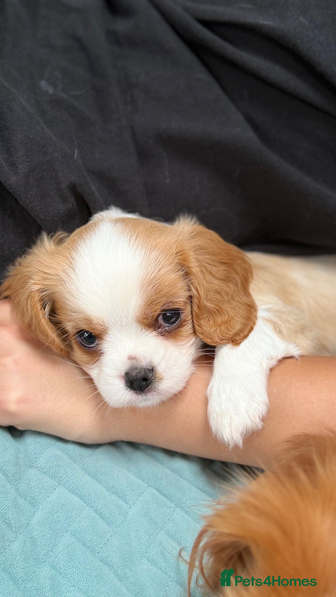 Cavalier King Charles Spaniel dogs for sale: 1 Adorable Cavalier King Charles Puppy for sale - Image 15