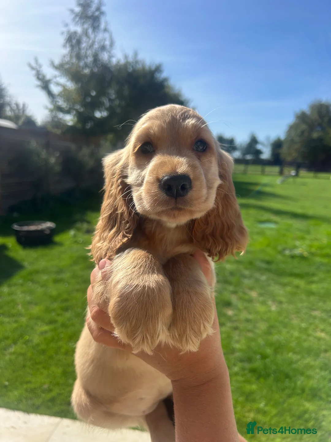 Cocker Spaniel dogs for sale: Kennel Club Registered Show Type Cocker puppies - Advert 2