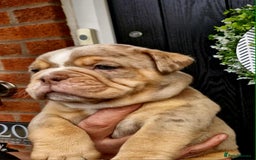 Olde English Bulldogge dogs for sale: Olde English Bulldogs - Advert 20