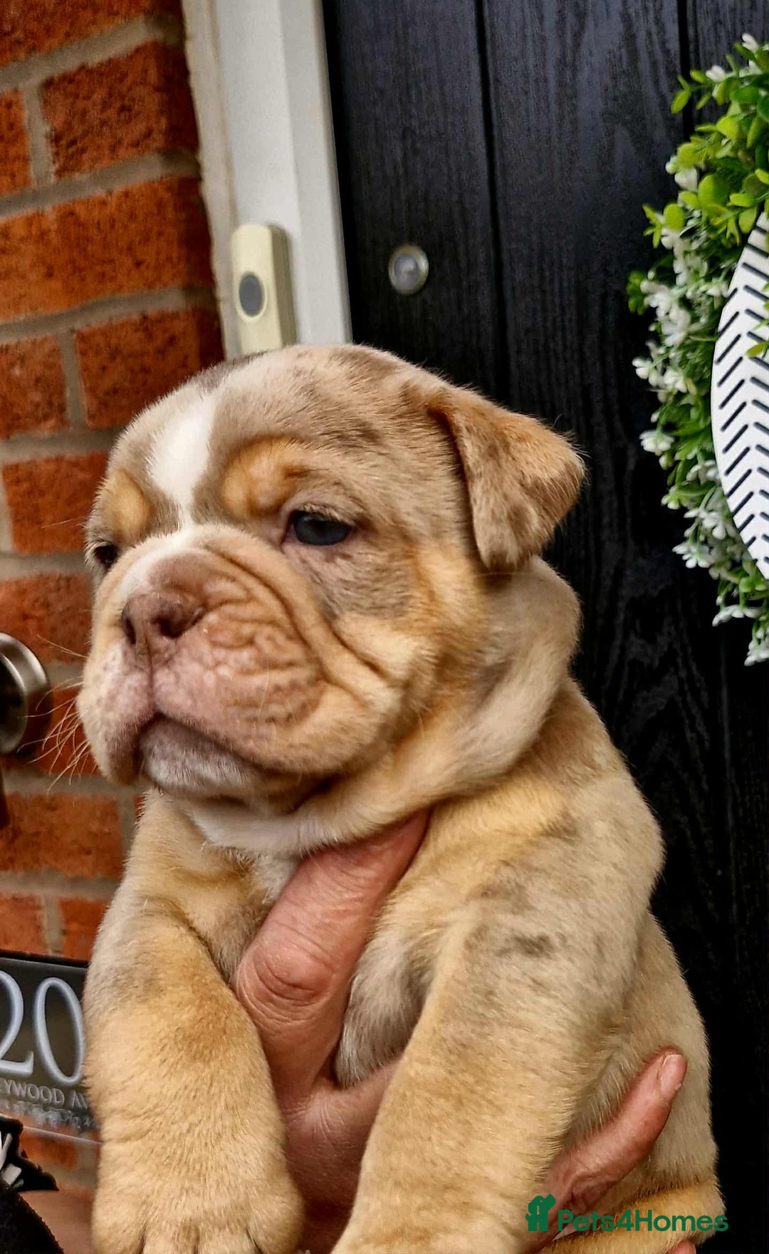 Olde English Bulldogge dogs for sale: Olde English Bulldogs - Advert 20