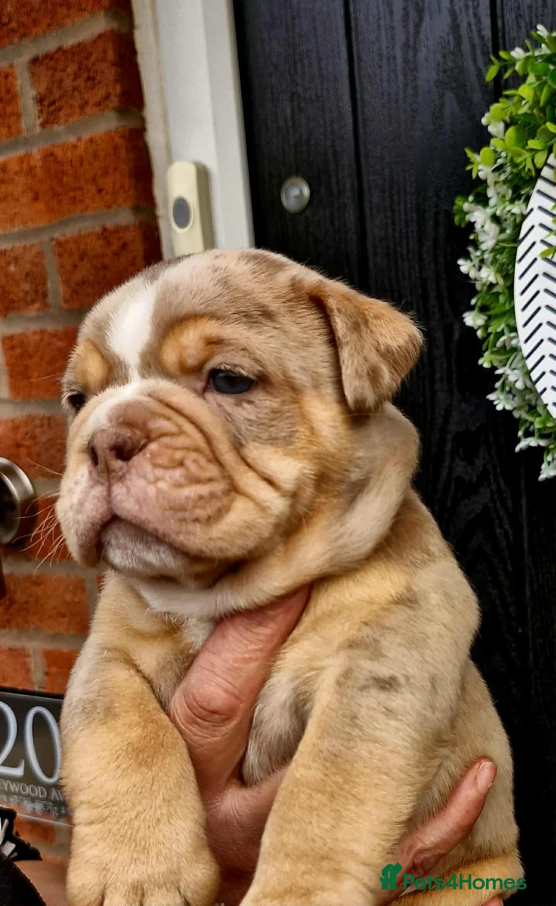 Olde English Bulldogge dogs for sale: Olde English Bulldogs - Advert 17