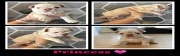 French Bulldog dogs for sale: French Bulldogs Puppies  in Coventry - Advert 7