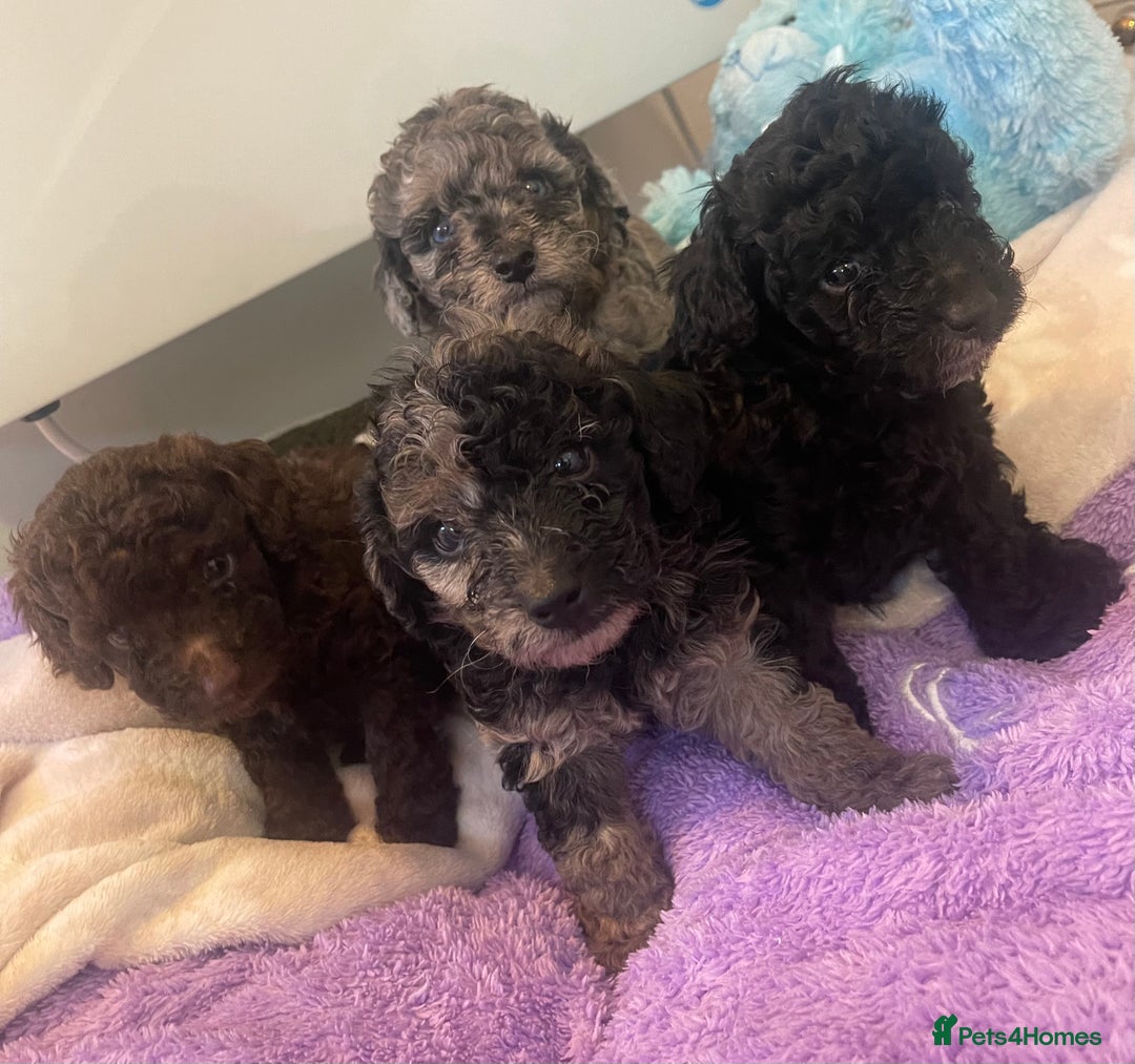 Miniature Poodle dogs for sale: POODLE 🐩 QUALITY MINIATURE PUPPIES 🐶  - Image 4