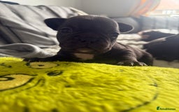 French Bulldog dogs for sale: Frenchie puppies  - Image 4