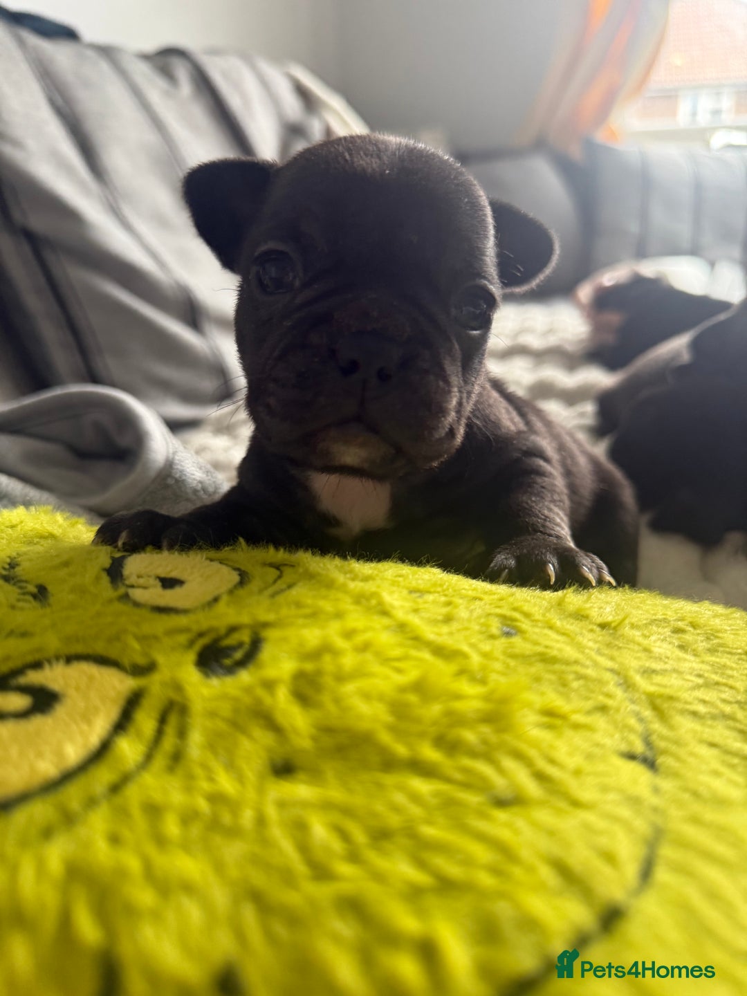 French Bulldog dogs for sale: Frenchie puppies  - Image 4