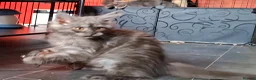Maine Coon cats for sale: Pedigree Maine Coon Kittens in Manchester  - Advert 27