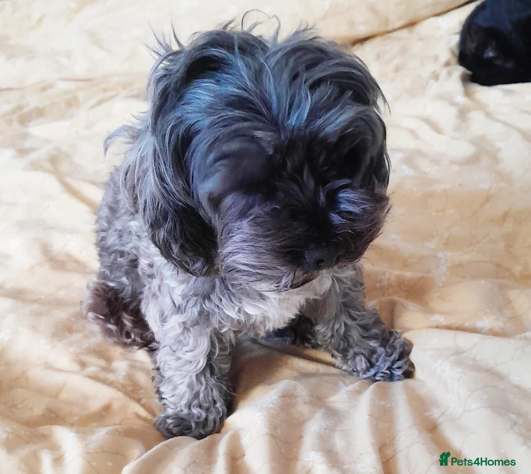 Maltipoo dogs for sale: Asian Maltipoo Puppies– Waiting List Open ❤️ - Advert 4