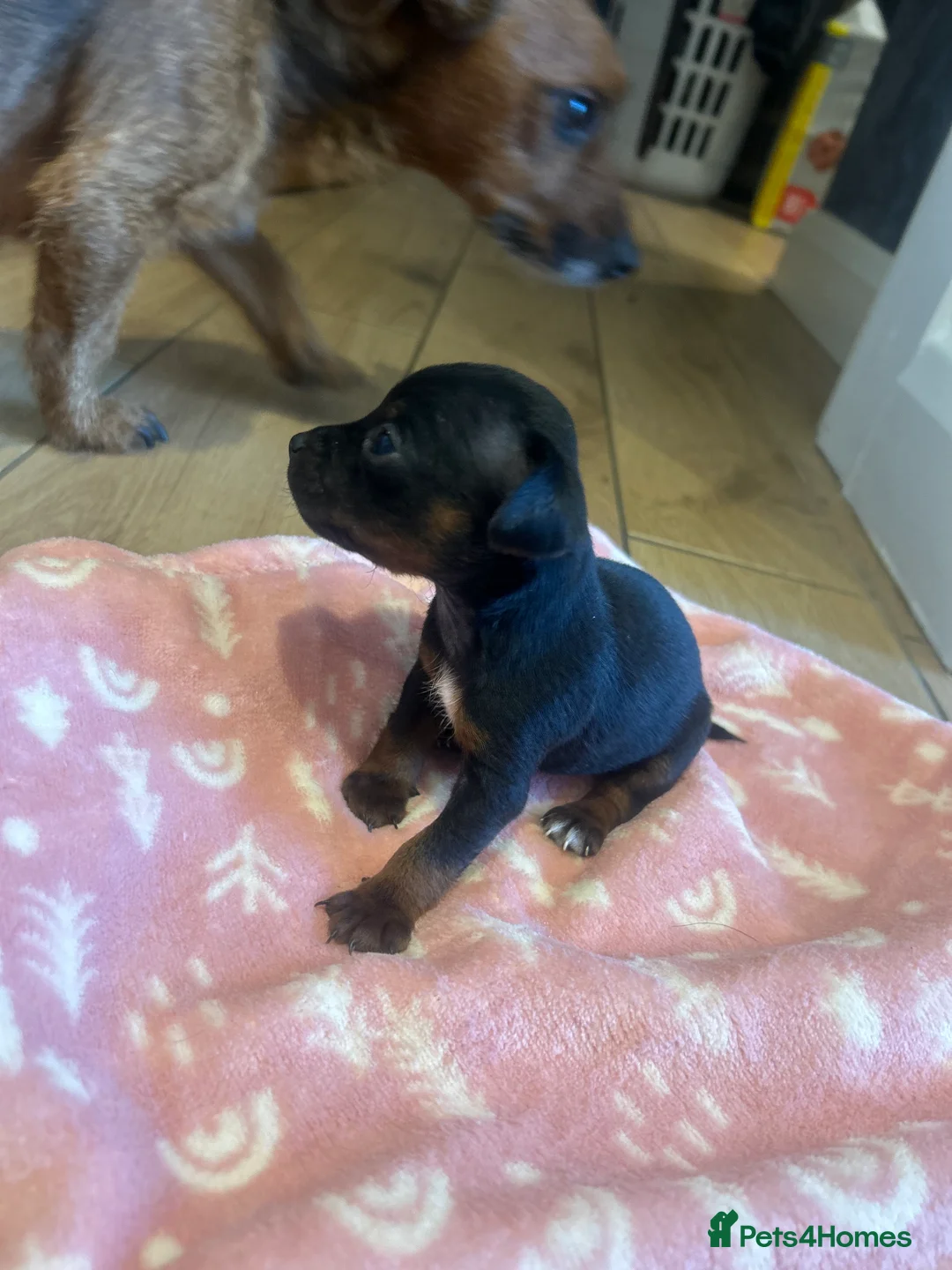 Mixed Breed dogs for sale: Patterdale X Jack Russell  - Advert 11