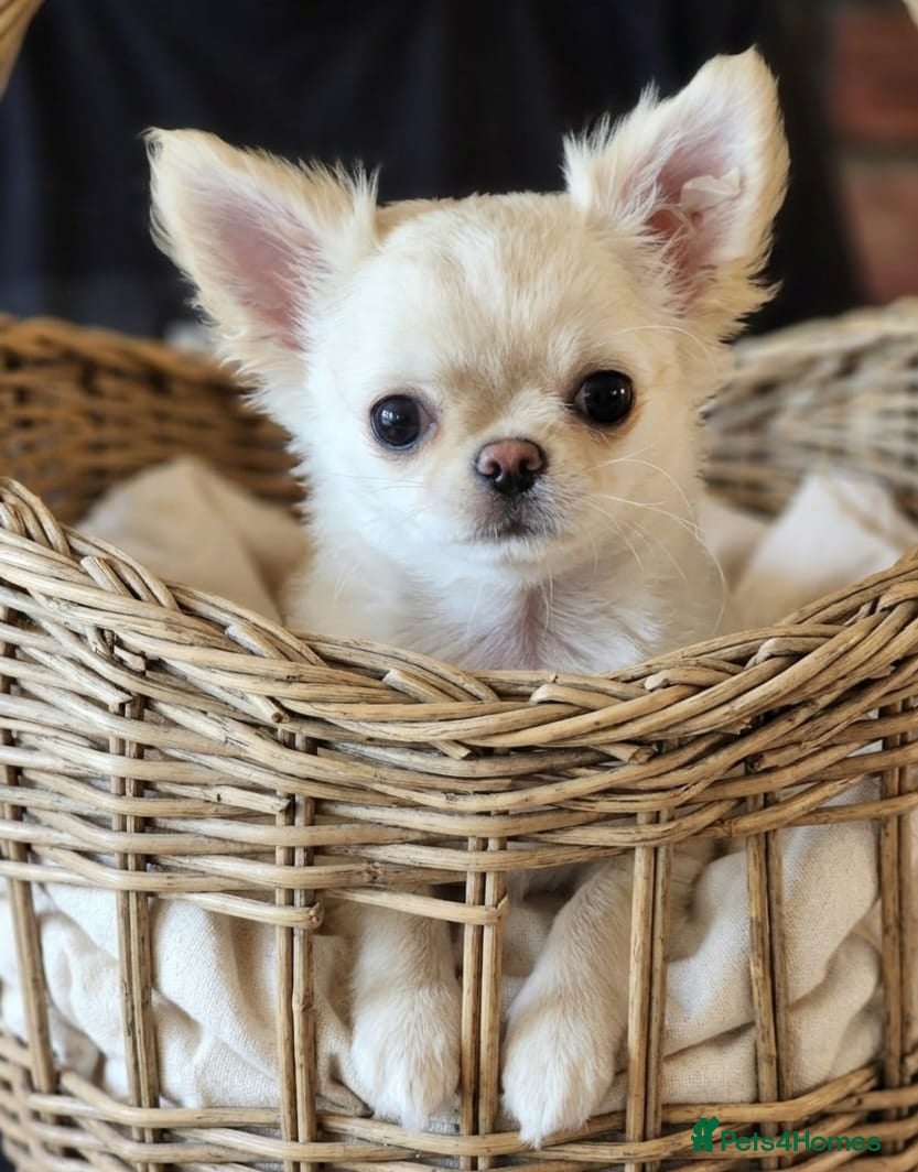 Chihuahua dogs Amazing Cream Longcoat Chihuahua Puppy. - Advert 1