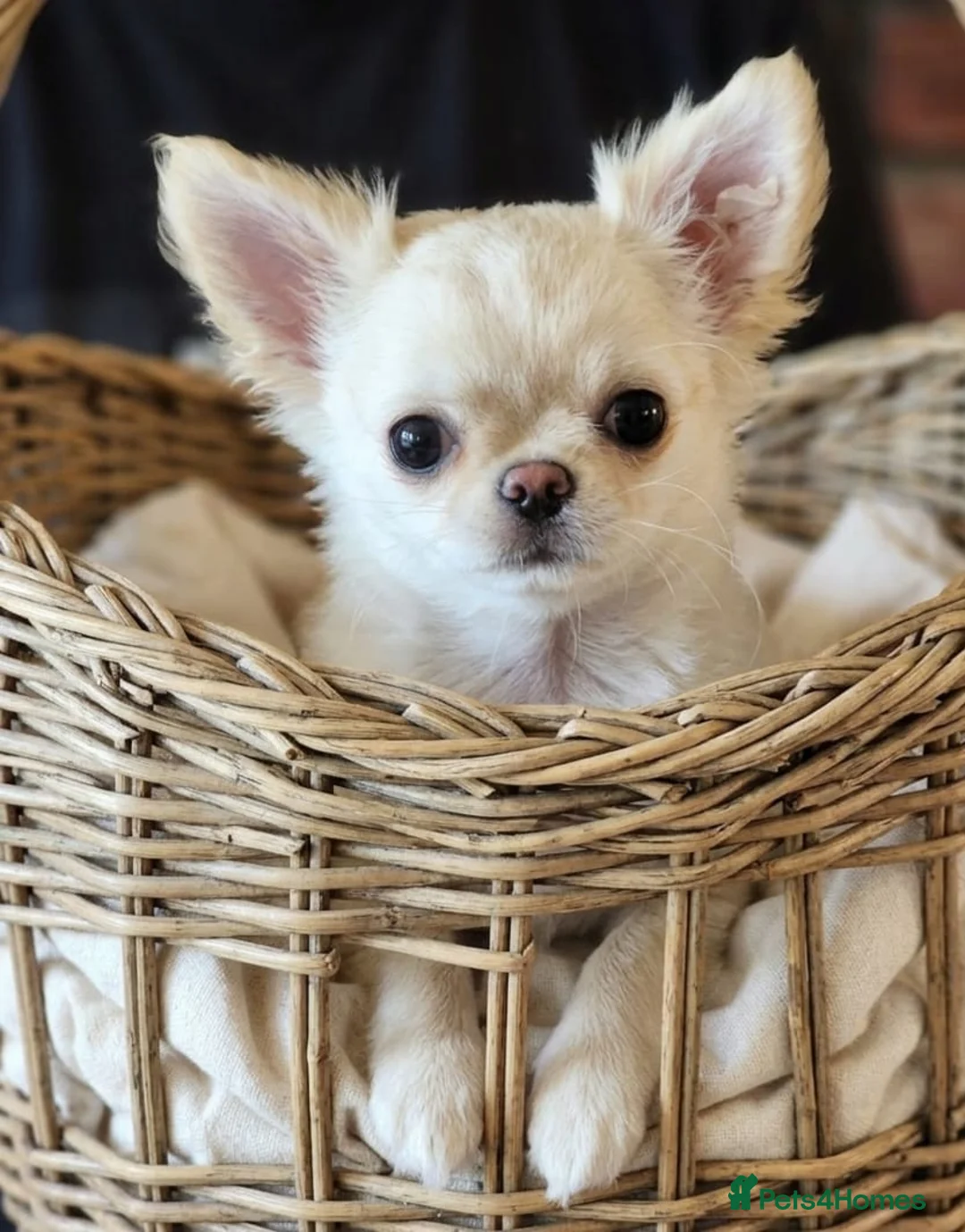 Chihuahua dogs for sale: Amazing Cream Longcoat Chihuahua Puppy. - Advert 1