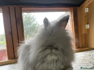 Netherland Dwarf rabbits ⭐️ Baby Angora x Lionheads looking for new home ⭐️ - Advert 2
