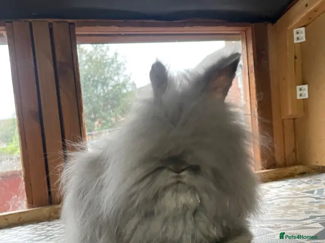 Netherland Dwarf rabbits ⭐️ Baby Angora x Lionheads looking for new home ⭐️ - Advert 2