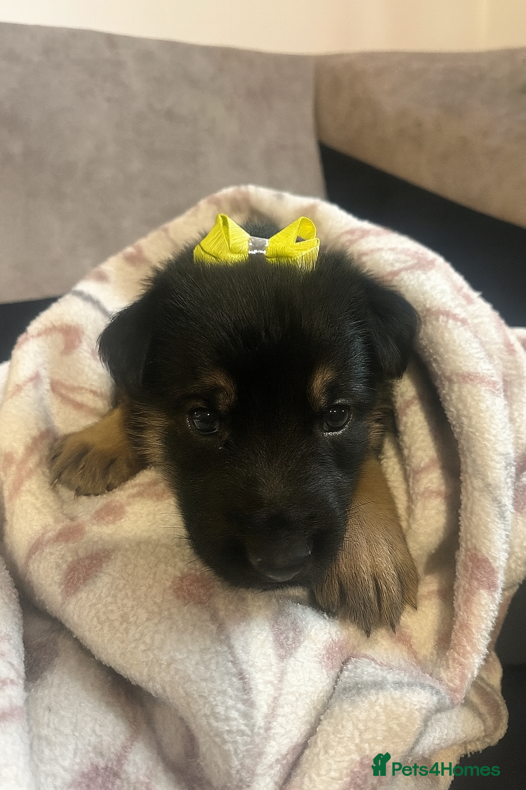 German Shepherd dogs for sale: Lovely GSD puppies  - Advert 17
