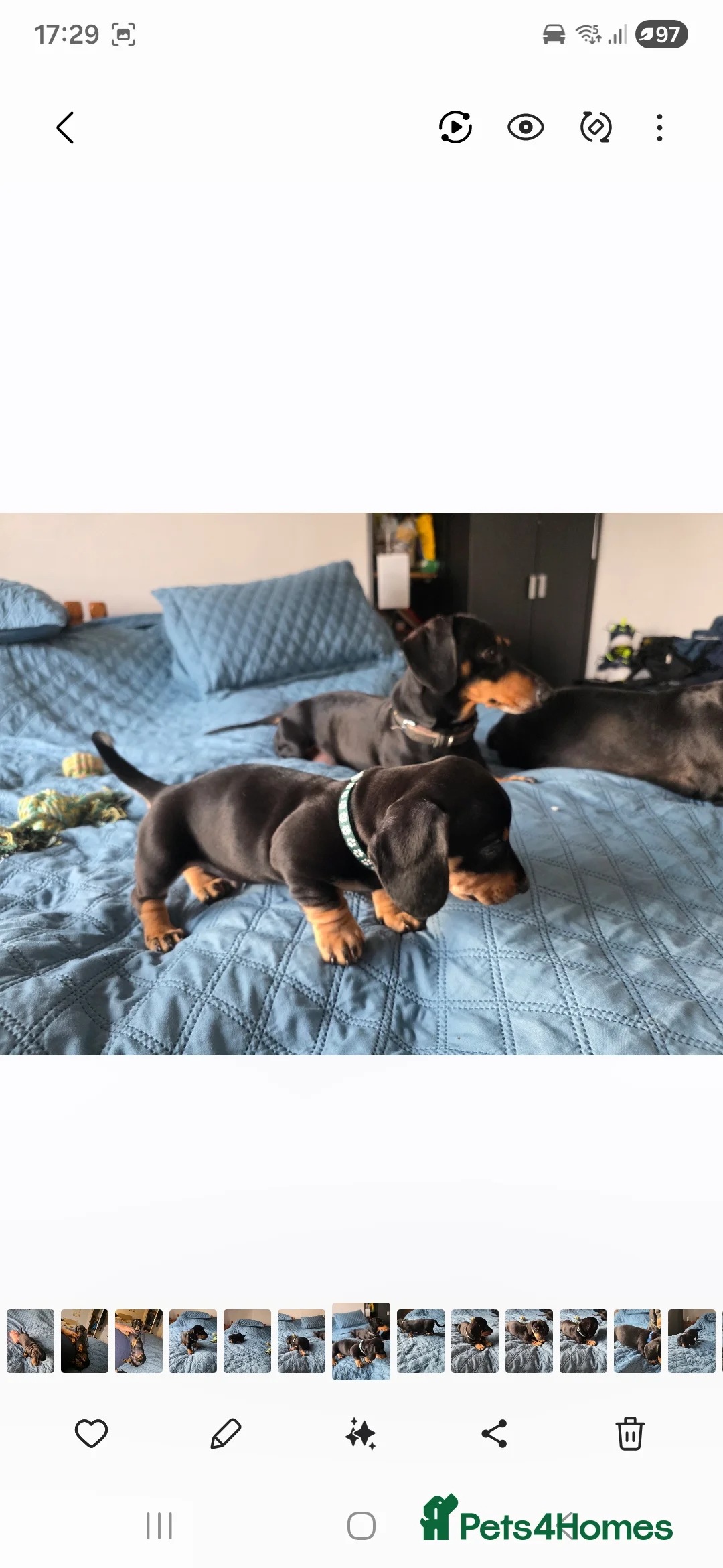 Dachshund dogs for sale: Outstanding Purebred Dachshunds: Health-Tested💎 - Advert 9