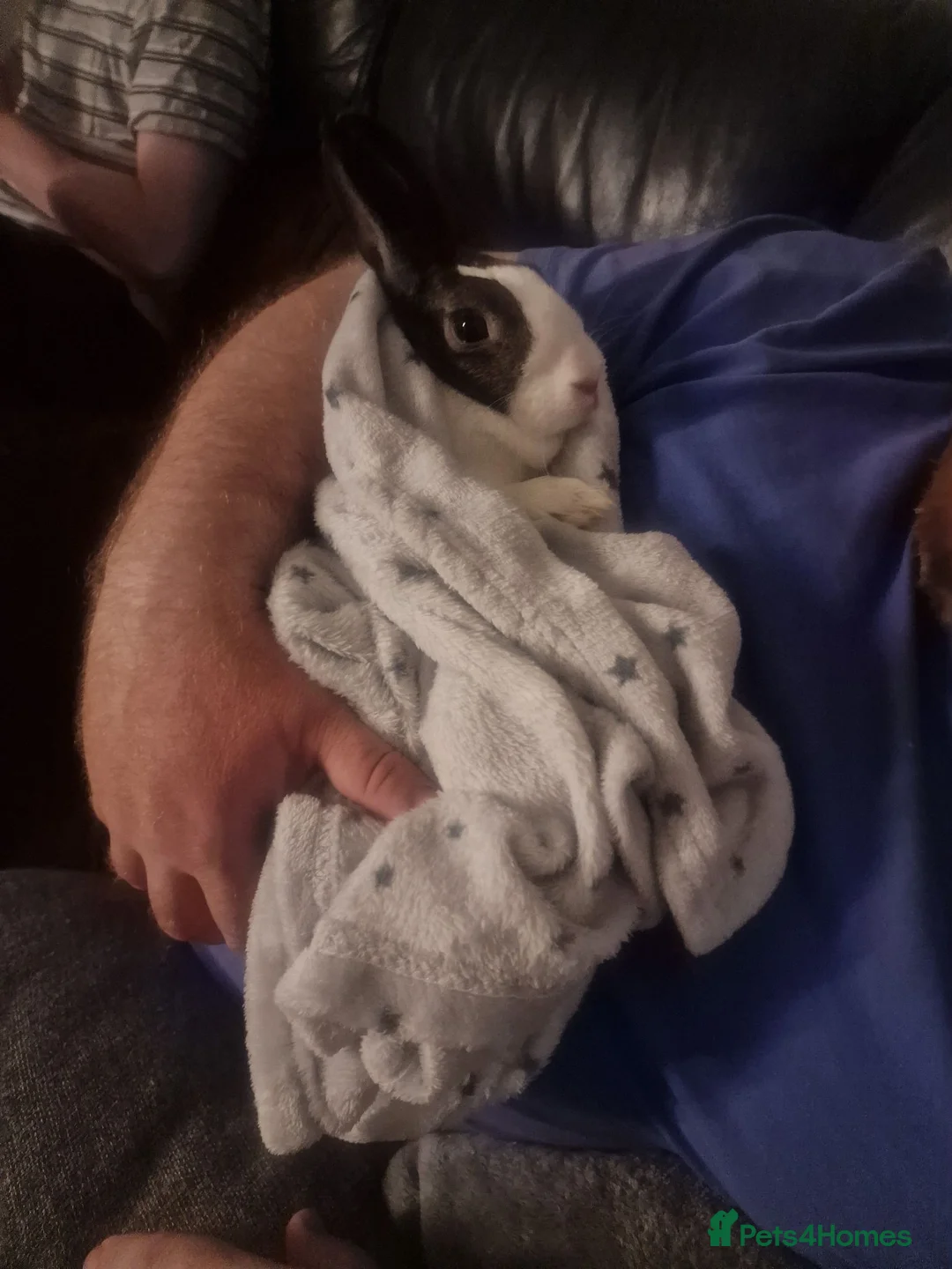 Dutch rabbits for sale: Dutch rabbit looking for a new home. in Wigan - Advert 5