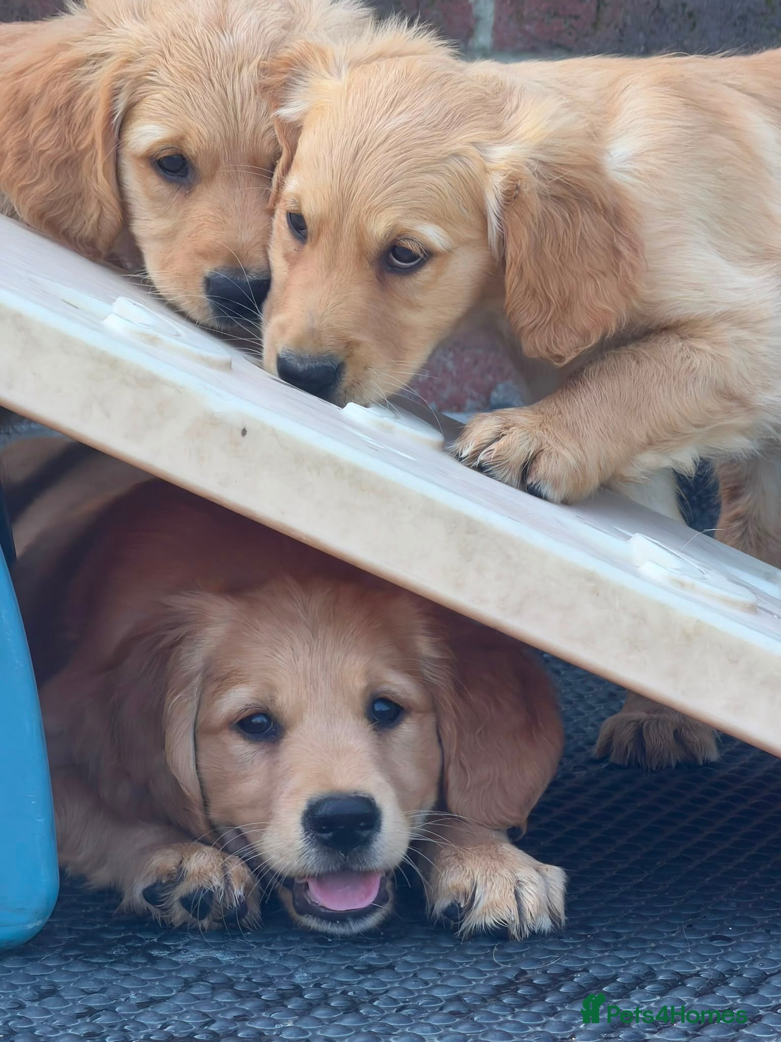 Golden Retriever dogs Golden retriever puppies  - Advert 1