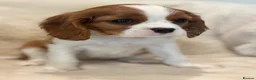 Cavalier King Charles Spaniel dogs for sale: Extensively health tested cavalier pups  - Advert 21