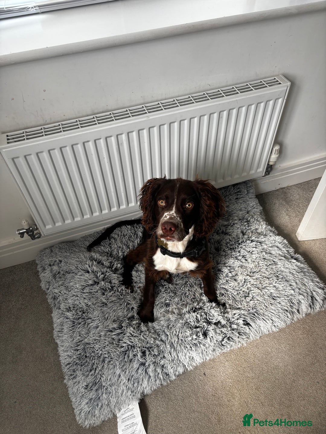 Sprocker dogs for sale: Rocco - Advert 3