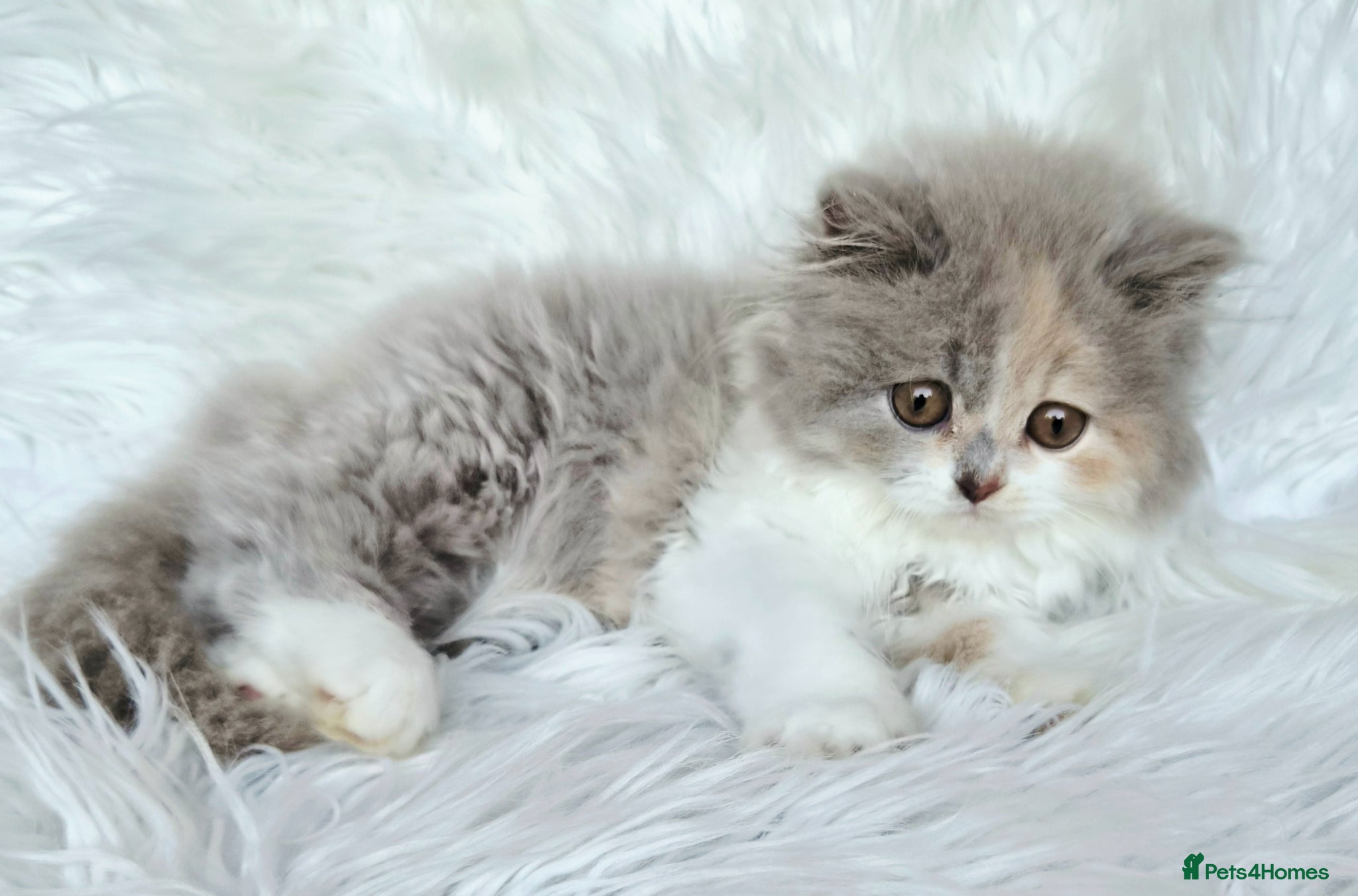 British Shorthair cats Stunning loving longhair READY THIS WEEKEND  - Advert 2
