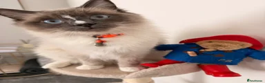 Ragdoll 1