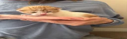 Domestic Shorthair cats for sale: Gorgeous white and ginger mixed kittens - Advert 3