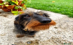 Miniature Dachshund dogs for stud: MINIATURE WIREHAIRED DACHSHUND STUD *PROVEN**KC ** in Manchester - Image 3