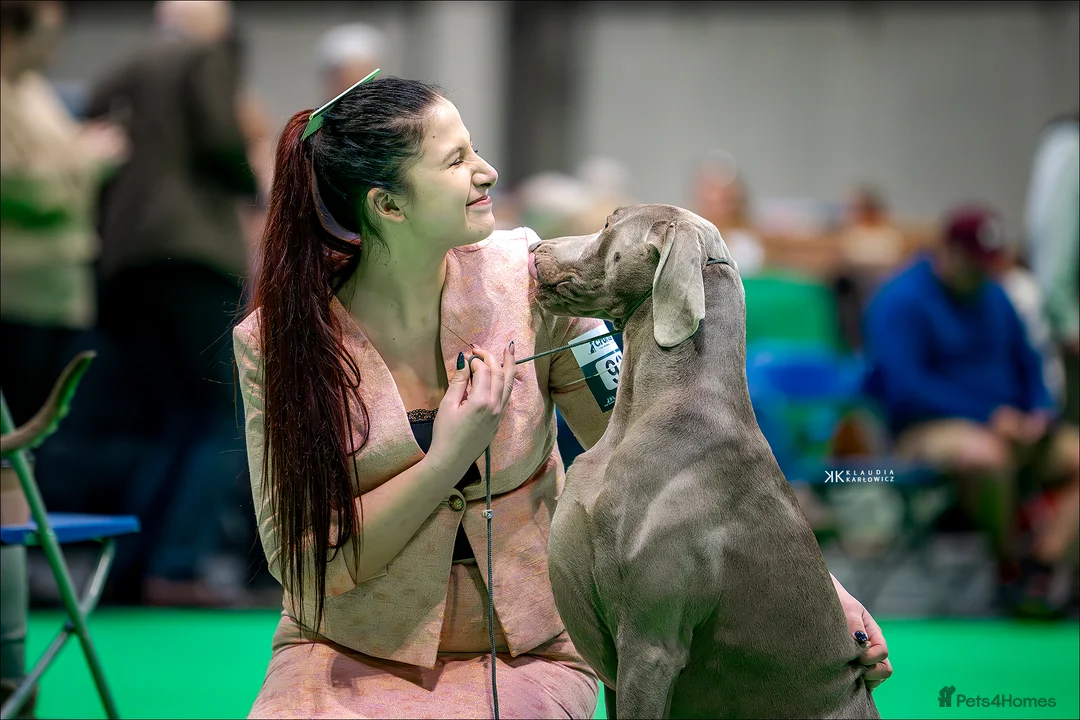Weimaraner dogs for stud: Braveheart Duma Kazana PROVEN STUD DOG   in Edinburgh - Advert 15