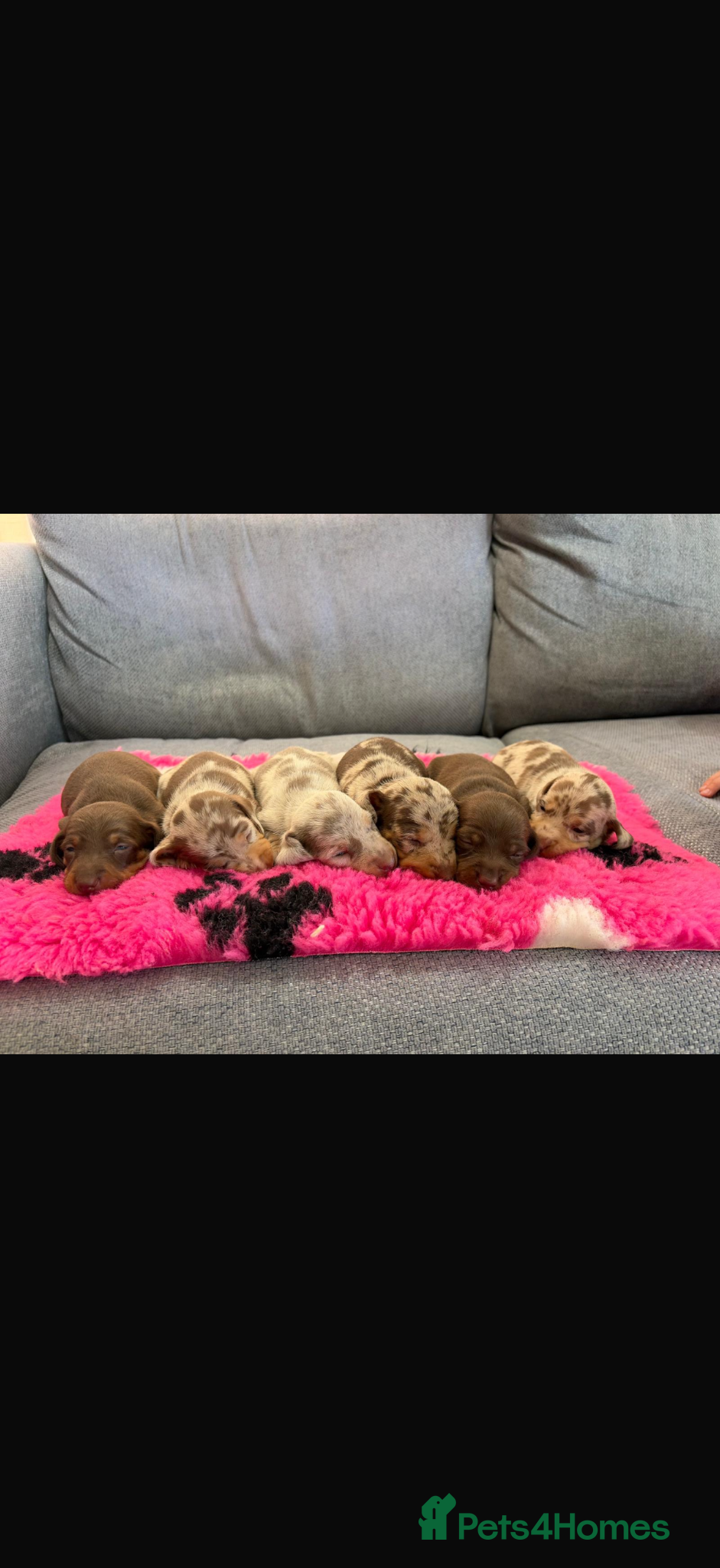 Miniature Dachshund dogs Beautiful Miniature Dachshunds - Advert 6