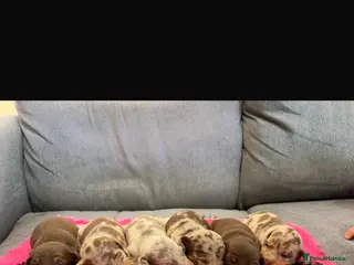 Miniature Dachshund dogs Beautiful Miniature Dachshunds - Advert 6