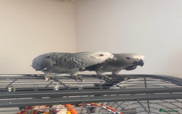 Parrots birds for sale: 12w Hand reared Congo African grey parrot babies  - Advert 4