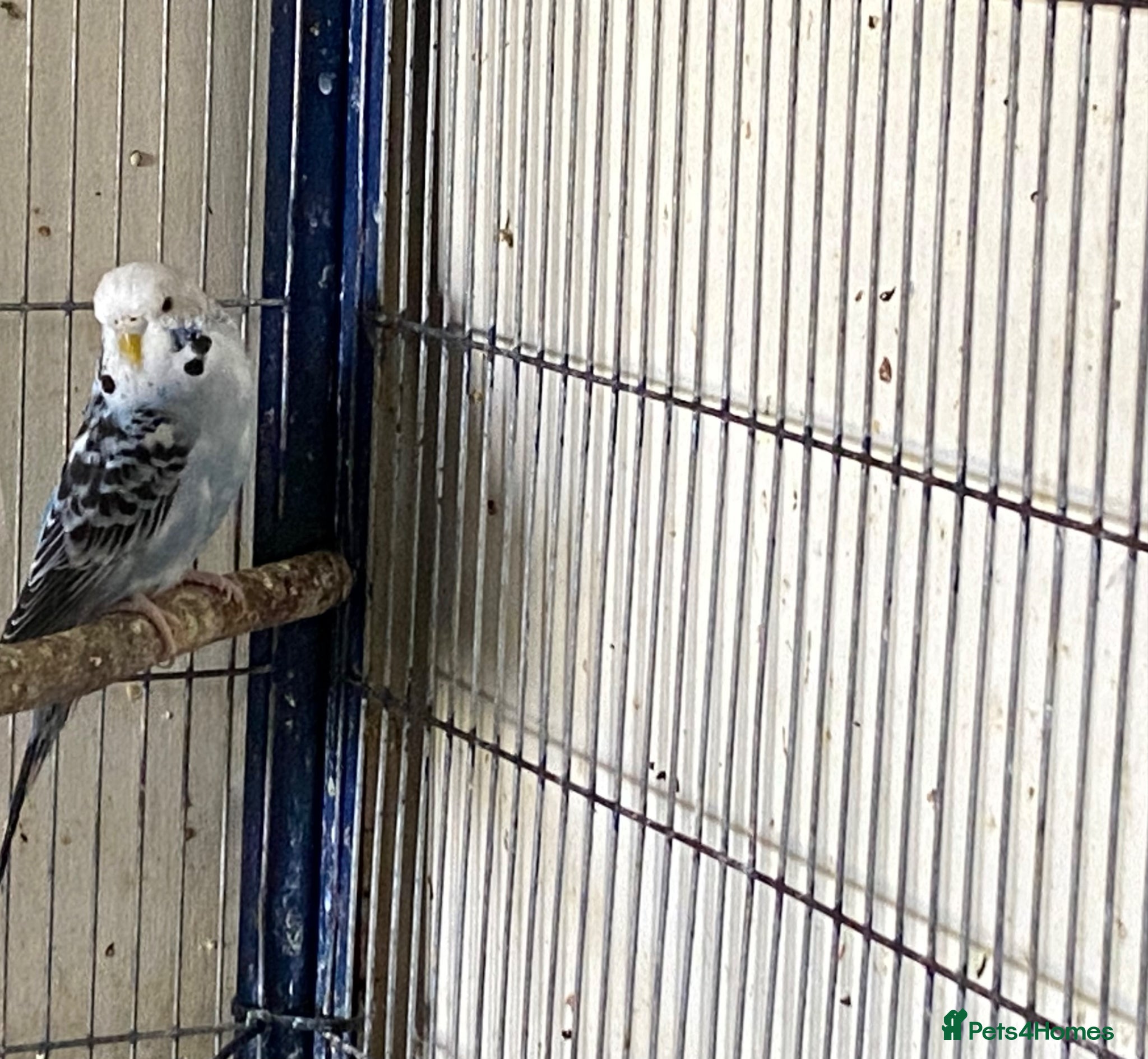 Budgerigars birds 1 budgies left searching for their new homes  - Advert 18