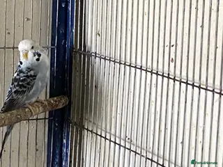 Budgerigars birds 1 budgies left searching for their new homes - Advert 18