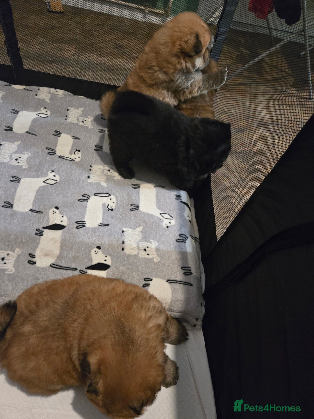 Chow Chow dogs for sale: Chow chow puppies - Advert 21