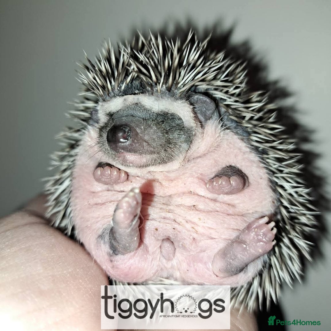 Pygmy Hedgehog rodents for sale: Hoglets available  - Image 3