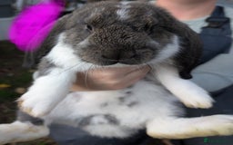 French Lop rabbits for sale: Beautiful French lops  - Image 10